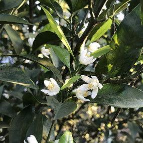 橘子红了背景图片,丰收时节的乡村画卷